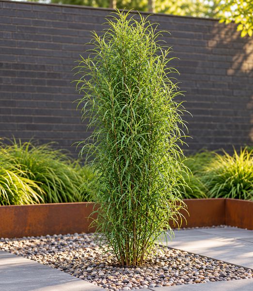 Frangula alnus ‘Ron Williams’